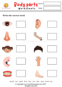 Body Parts Worksheets - worksheetspack