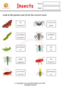 Toys vocabulary worksheets PDF - worksheetspack