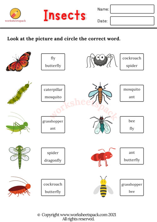 Free Insects Worksheets - worksheetspack