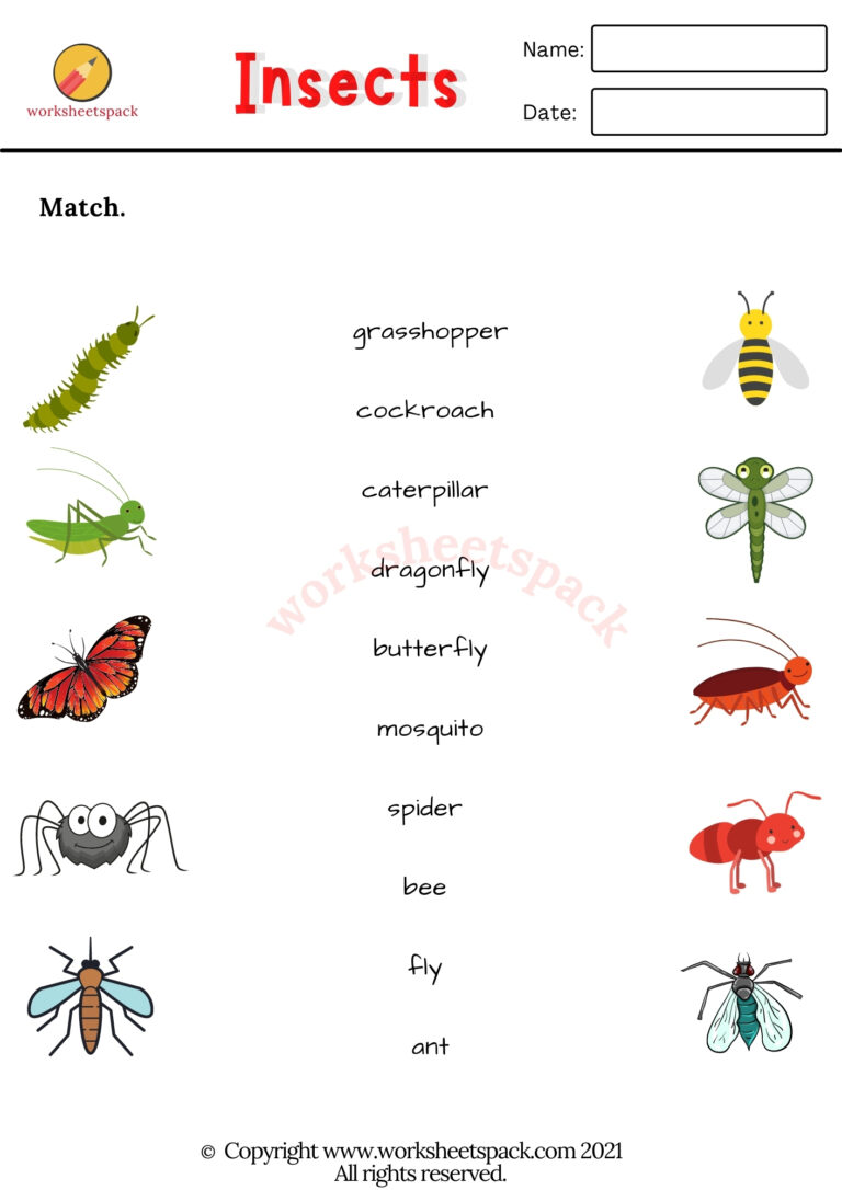 Free Insects Worksheets - Worksheetspack