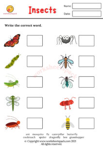 Free Insects Worksheets - worksheetspack