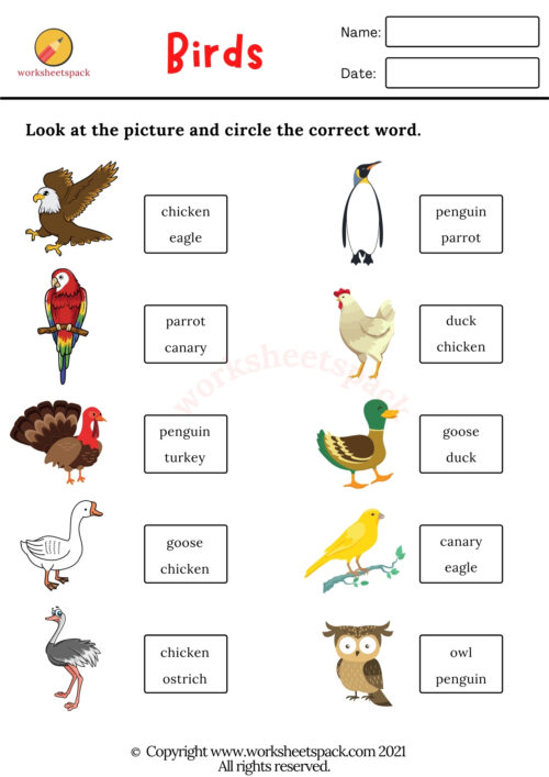 Birds Worksheets PDF - worksheetspack