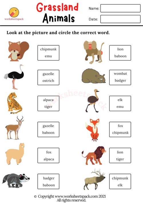 Grassland Animals Worksheets PDF - worksheetspack