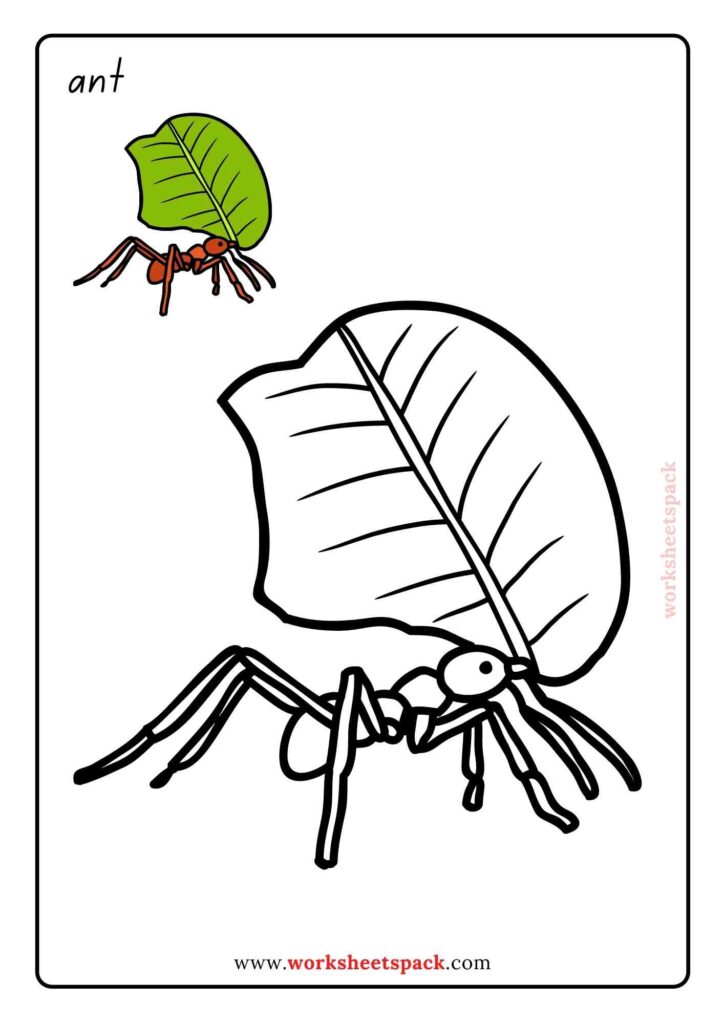 Free Insect Coloring Pages PDF