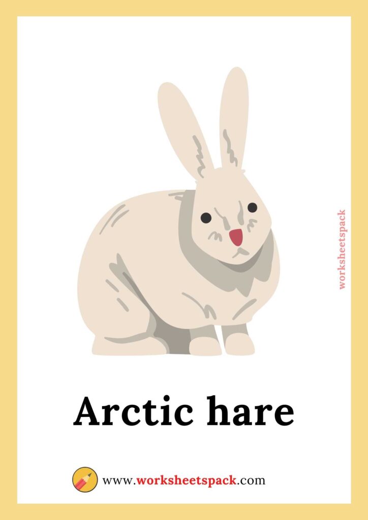 Arctic Animal Flash cards PDF