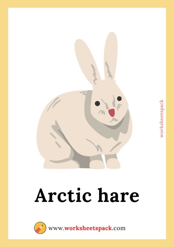 14 FREE Arctic animals Flashcards, PDF