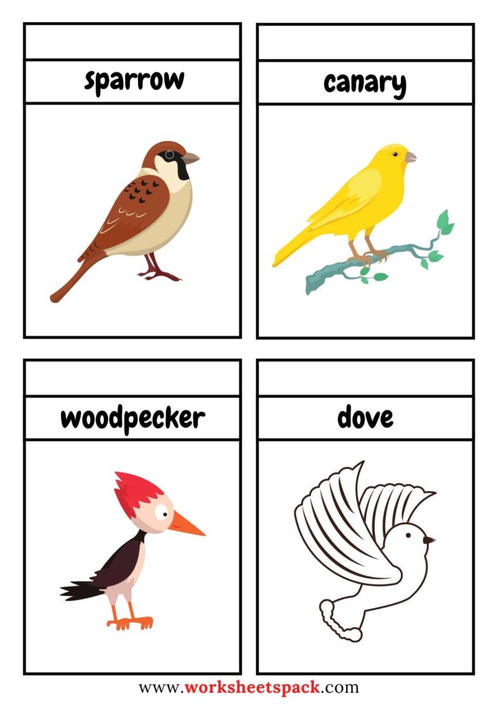 Bird Flashcards Printable