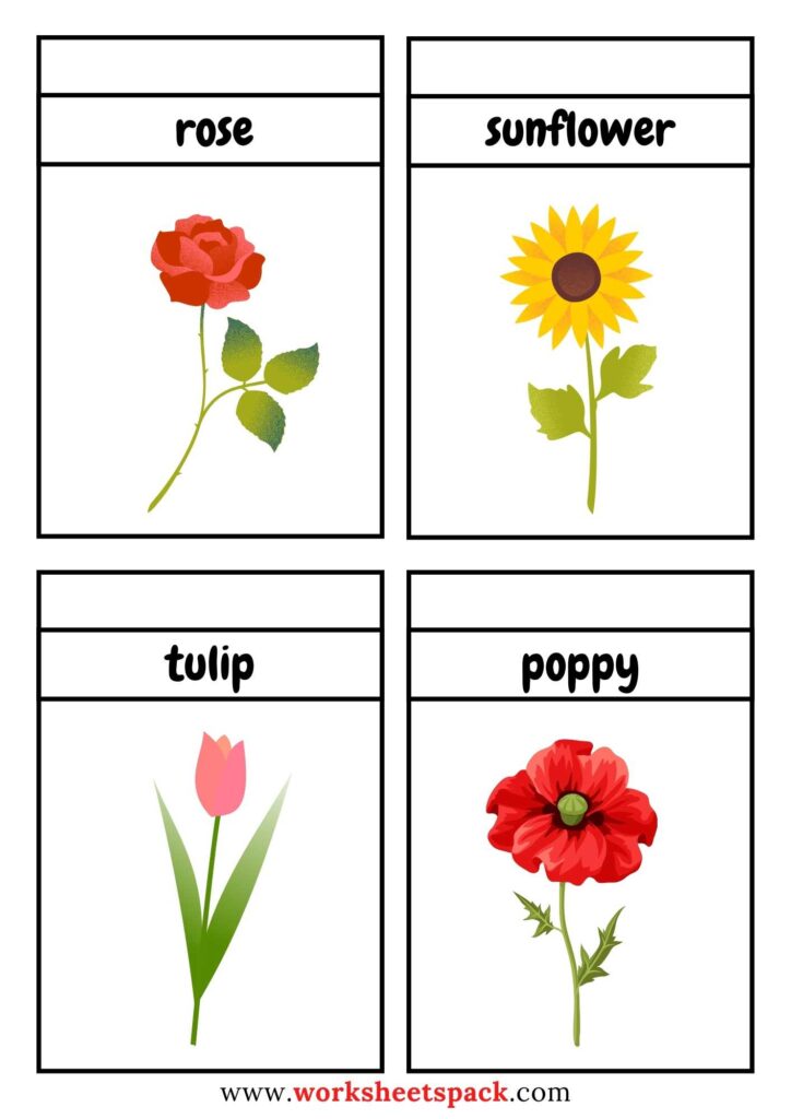 Flower Flashcards PDF