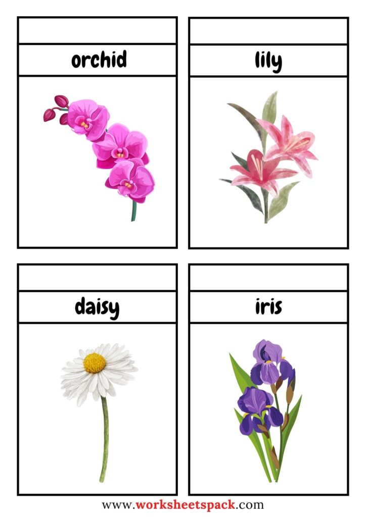 Free Printable Flowers Flashcards PDF