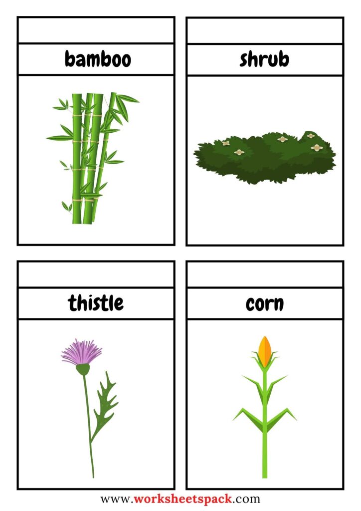 Types of Plants Flashcards