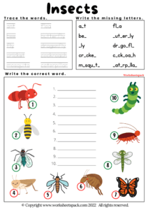 Free Insects Worksheets - worksheetspack